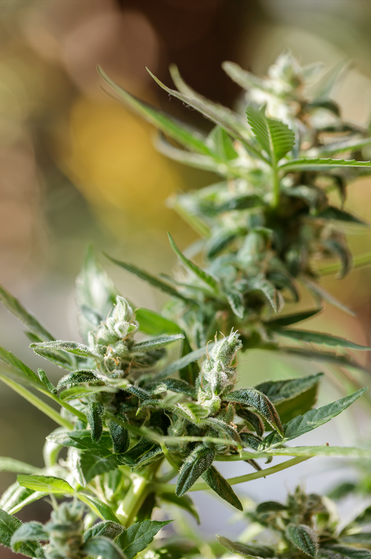 CBD and Your Body’s Built-In Wellness System: A Deeper Look
