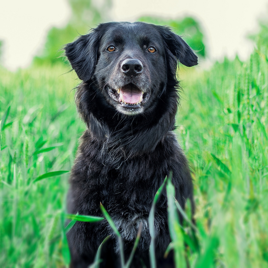 The Hidden Connection Between Pets, People, and the Power of Hemp